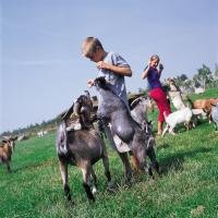 Kinderboerderij